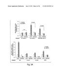 SMAD PROTEINS CONTROL DROSHA-MEDIATED MIRNA MATURATION diagram and image