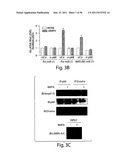 SMAD PROTEINS CONTROL DROSHA-MEDIATED MIRNA MATURATION diagram and image