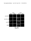 SMAD PROTEINS CONTROL DROSHA-MEDIATED MIRNA MATURATION diagram and image