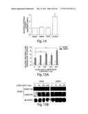 SMAD PROTEINS CONTROL DROSHA-MEDIATED MIRNA MATURATION diagram and image