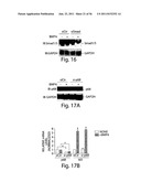 SMAD PROTEINS CONTROL DROSHA-MEDIATED MIRNA MATURATION diagram and image