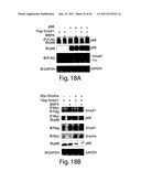 SMAD PROTEINS CONTROL DROSHA-MEDIATED MIRNA MATURATION diagram and image