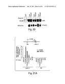 SMAD PROTEINS CONTROL DROSHA-MEDIATED MIRNA MATURATION diagram and image