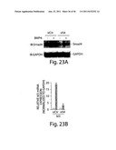 SMAD PROTEINS CONTROL DROSHA-MEDIATED MIRNA MATURATION diagram and image