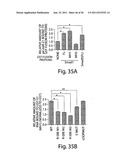 SMAD PROTEINS CONTROL DROSHA-MEDIATED MIRNA MATURATION diagram and image