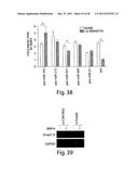 SMAD PROTEINS CONTROL DROSHA-MEDIATED MIRNA MATURATION diagram and image