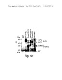 SMAD PROTEINS CONTROL DROSHA-MEDIATED MIRNA MATURATION diagram and image