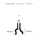 Bipodal-Peptide Binder diagram and image