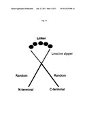 Bipodal-Peptide Binder diagram and image