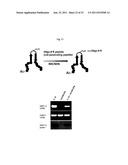 Bipodal-Peptide Binder diagram and image