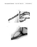 CARBON NANOTUBE COMPOSITE AND PREPARATION METHOD OF THE SAME diagram and image