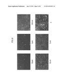 PROBE FOR VISUALIZING NEURAL ACTIVITY diagram and image