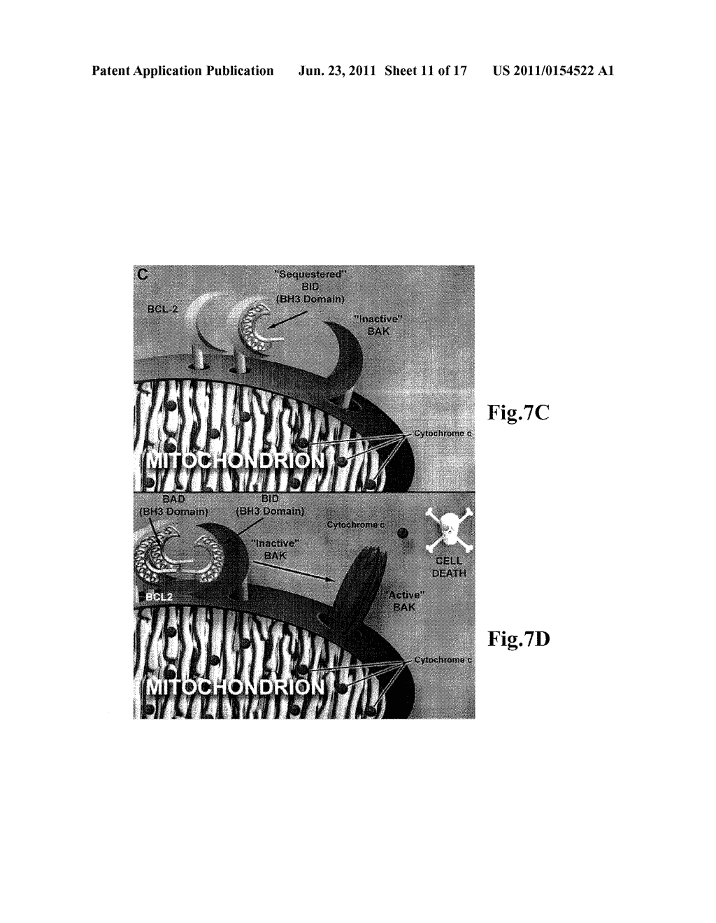 BH3 Peptides And Method Of Use Thereof - diagram, schematic, and image 12