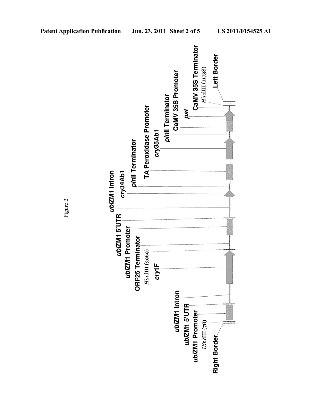 Maize event DP-040416-8 and methods for detection thereof - diagram, schematic, and image 03