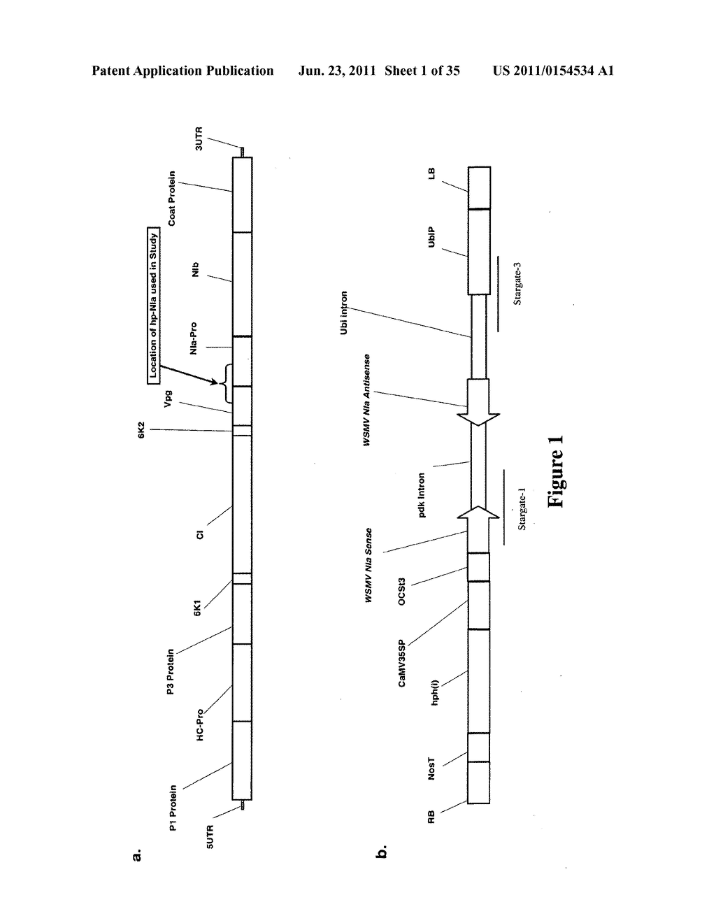 Wheat plants with immunity to wheat streak mosaic virus (WSMV) - diagram, schematic, and image 02