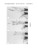 Wheat plants with immunity to wheat streak mosaic virus (WSMV) diagram and image