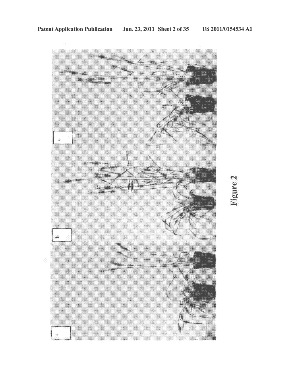 Wheat plants with immunity to wheat streak mosaic virus (WSMV) - diagram, schematic, and image 03