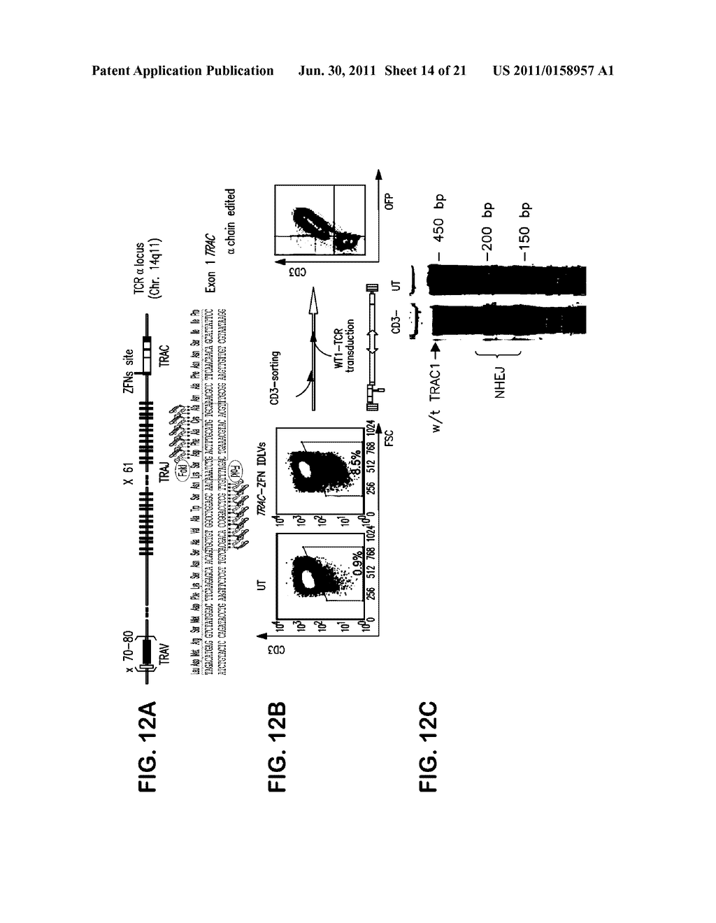 Targeted disruption of T cell receptor genes using engineered zinc finger     protein nucleases - diagram, schematic, and image 15