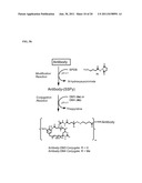 CYTOTOXIC AGENTS COMPRISING NEW MAYTANSINOIDS diagram and image