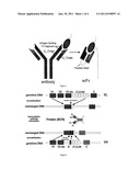 SINGLE CHAIN FRAGMENT VARIABLE ANTIBODY LIBRARIES AND USES THEREOF diagram and image