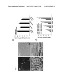 Composite for Thermo-Sensitive Cell-Tissue Transplanted Scaffold and Use     thereof diagram and image