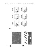 Composite for Thermo-Sensitive Cell-Tissue Transplanted Scaffold and Use     thereof diagram and image