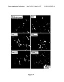 BIOMATERIALS AND IMPLANTS FOR ENHANCED CARTILAGE FORMATION, AND METHODS     FOR MAKING AND USING THEM diagram and image