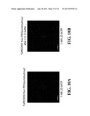 Intermediates And Methods For Forming Passivated Surfaces On Oxide Layers     And Articles Produced Thereby diagram and image