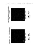 Intermediates And Methods For Forming Passivated Surfaces On Oxide Layers     And Articles Produced Thereby diagram and image