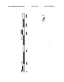 Primers for Amplification and Sequencing of Eubacterial 16S rDNA for     Identification diagram and image