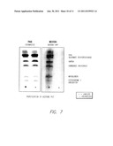 N-TERMINAL SPECIFIC CHEMICAL LABELING FOR PROTEOMICS APPLICATIONS diagram and image