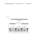 SYNTHETIC PATHWAY ENZYMES FOR THE PRODUCTION OF ARGYRINS diagram and image