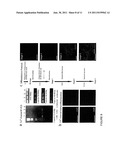 APPARATUS AND METHODS FOR CONTROLLING CELLULAR DEVELOPMENT diagram and image