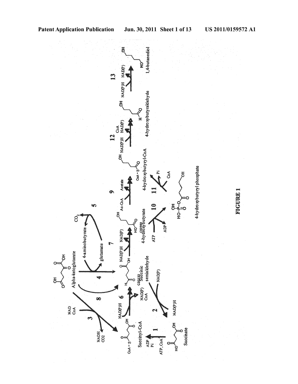 MICROORGANISMS FOR THE PRODUCTION OF 1,4-BUTANEDIOL - diagram, schematic, and image 02