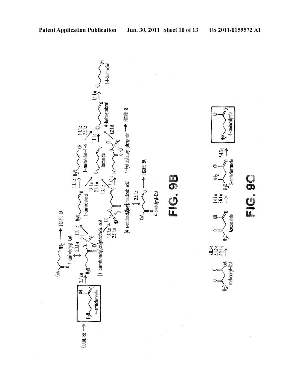 MICROORGANISMS FOR THE PRODUCTION OF 1,4-BUTANEDIOL - diagram, schematic, and image 11