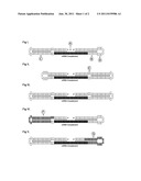 COMPOSITIONS AND METHODS FOR MODULATING GENE EXPRESSION USING     ASYMMETRICALLY-ACTIVE PRECURSOR POLYNUCLEOTIDES diagram and image