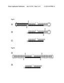COMPOSITIONS AND METHODS FOR MODULATING GENE EXPRESSION USING     ASYMMETRICALLY-ACTIVE PRECURSOR POLYNUCLEOTIDES diagram and image
