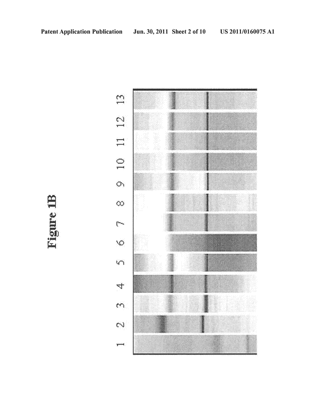 Diagnostic assay for orientia tsutsugamushi by detection of responsive     gene expression - diagram, schematic, and image 03