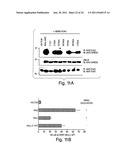 ANTI-INFLAMMATORY COMPOUNDS AND USES THEREOF diagram and image