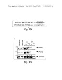 ANTI-INFLAMMATORY COMPOUNDS AND USES THEREOF diagram and image