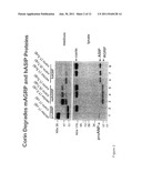 Corin for Treating Obesity and Diabetes diagram and image