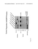 Corin for Treating Obesity and Diabetes diagram and image