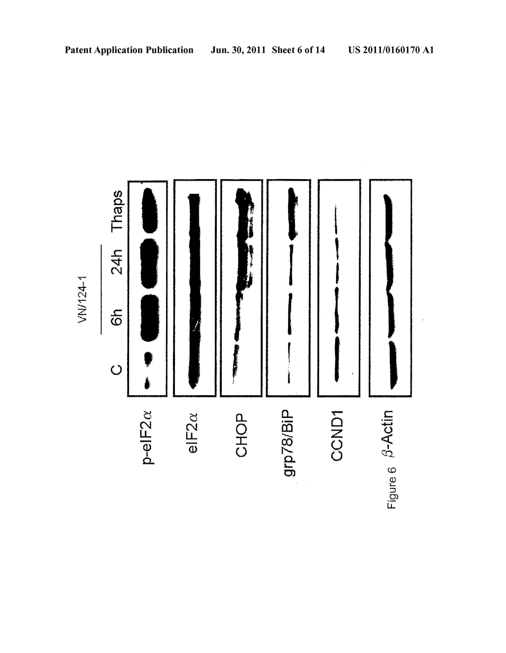 COMPOSITIONS AND METHODS OF INDUCING ENDOPLASMIC RETICULUM STRESS RESPONSE - diagram, schematic, and image 07