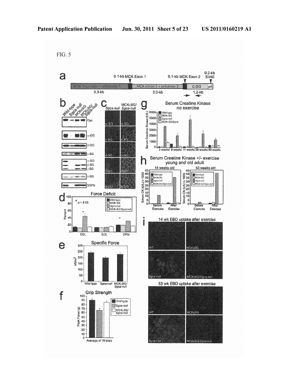 Inhibitors of Phosphodiesterase Type 5A for Treating or Preventing Muscle     Disease or the Symptoms Thereof in a Patient - diagram, schematic, and image 06