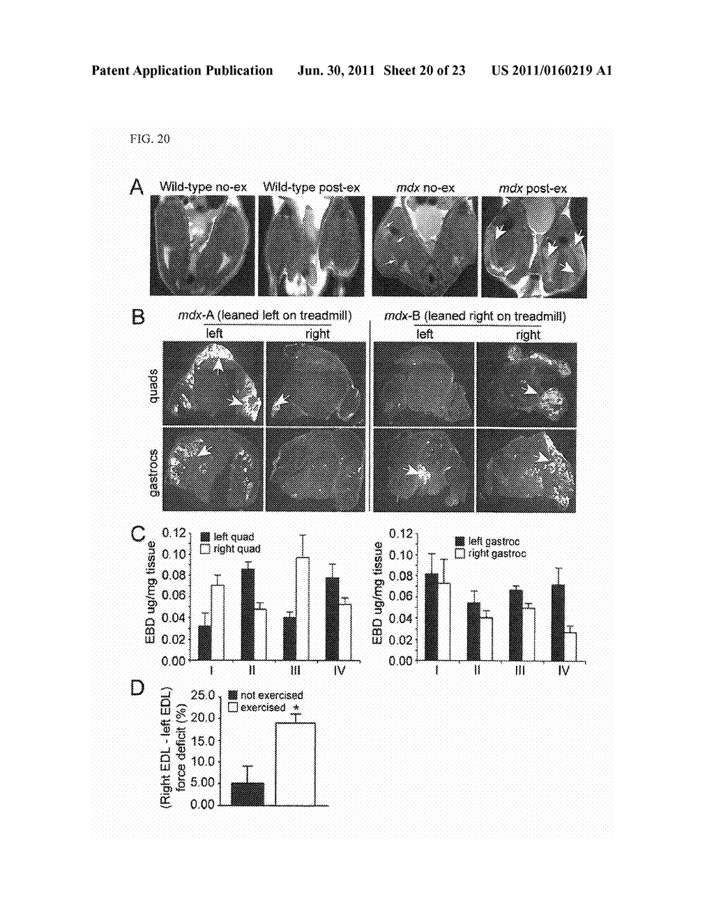 Inhibitors of Phosphodiesterase Type 5A for Treating or Preventing Muscle     Disease or the Symptoms Thereof in a Patient - diagram, schematic, and image 21