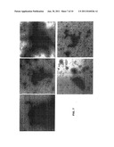 Neurodegenerative Protein Aggregation Inhibition Methods and Compounds diagram and image