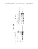 Methods For Selectively Modulating Survivin Apoptosis Pathways diagram and image