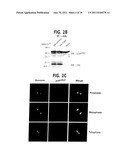 Methods For Selectively Modulating Survivin Apoptosis Pathways diagram and image