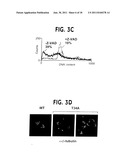 Methods For Selectively Modulating Survivin Apoptosis Pathways diagram and image