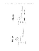 Methods For Selectively Modulating Survivin Apoptosis Pathways diagram and image